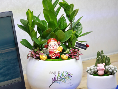 Cây kim tiền để bàn - Mang lại may mắn, tài lộc cho ngôi nhà của bạn