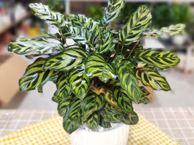 Cây đuôi công - Sắc màu tươi tắn cho không gian của bạn🌿